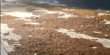 Los zargasos arrastrados por las fuertes olas y vientos producto de un frente frio que descendió de Norteamérica se amontonan en las playas de San Andrés. 